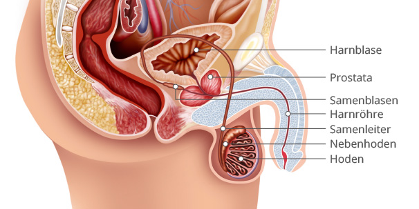 Das Urogenital-System